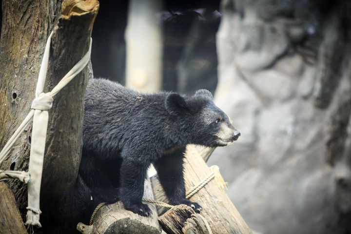 [서울=뉴시스] 일본 사이타마현에서 반달가슴곰 개체 수가 5년 만에 4배 가까이 증가하면서 당국이 긴급 대응에 나섰다. (사진=유토이미지) *재판매 및 DB 금지