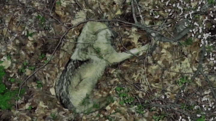풀숲에서 단잠자던 '늑구' 드론 소리에 깜짝 놀라[영상]