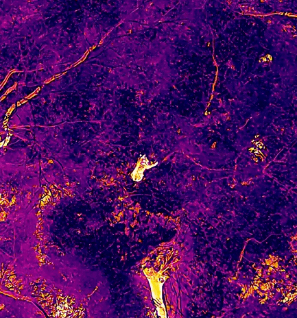 풀숲에서 단잠자던 '늑구' 드론 소리에 깜짝 놀라[영상]