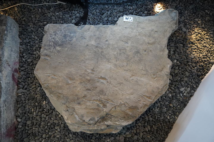 [진주=뉴시스] 진주익룡발자국 전시관에 전시돼 있는 익룡과 소형 동물 발자국 표본. (사진=진주교대 김경수 교수 제공) 2026.04.16. photo@newsis.com *재판매 및 DB 금지