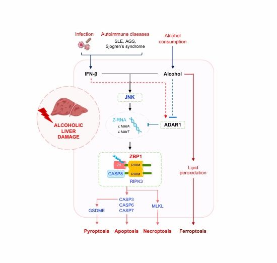 [울산=뉴시스] 알코올이 촉발하는 면역반응에 의한 간 손상 기전을 나타낸 연구 그림 (사진=UNIST 제공) photo@newsis.com *재판매 및 DB 금지
