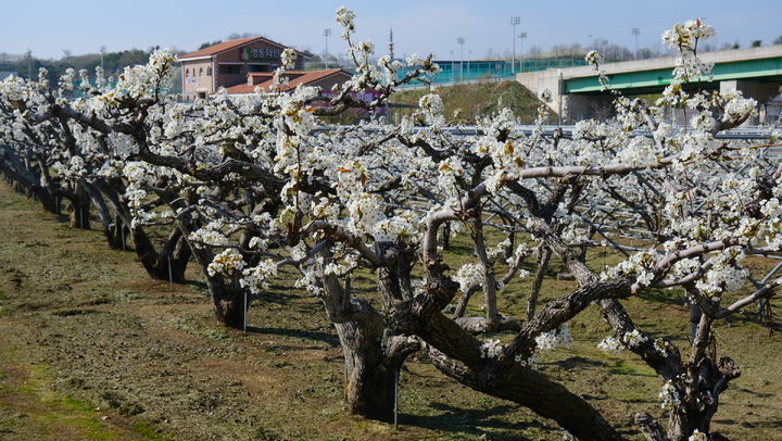 과일꽃 만개한 영동 백년배(사진=영동군 제공) *재판매 및 DB 금지