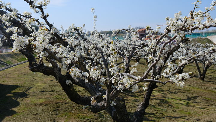 과일꽃 만개한 영동 백년배(사진=영동군 제공) *재판매 및 DB 금지