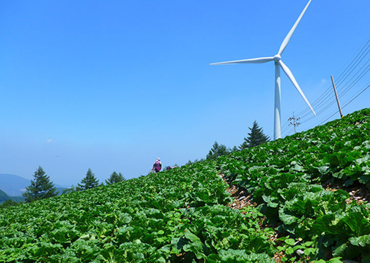 고랭지 배추밭.(사진=뉴시스) *재판매 및 DB 금지