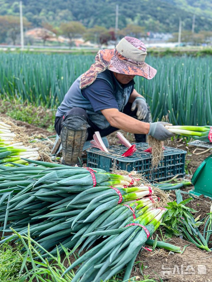 남해군 공무원 기지로 대파 농가 '절망에서 희망으로'
