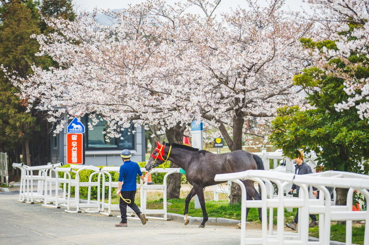 [부산=뉴시스] 경주를 위해 출장하는 말의 모습. (사진=한국마사회 렛츠런파크 부산경남 제공) 2026.04.16. photo@newsis.com *재판매 및 DB 금지
