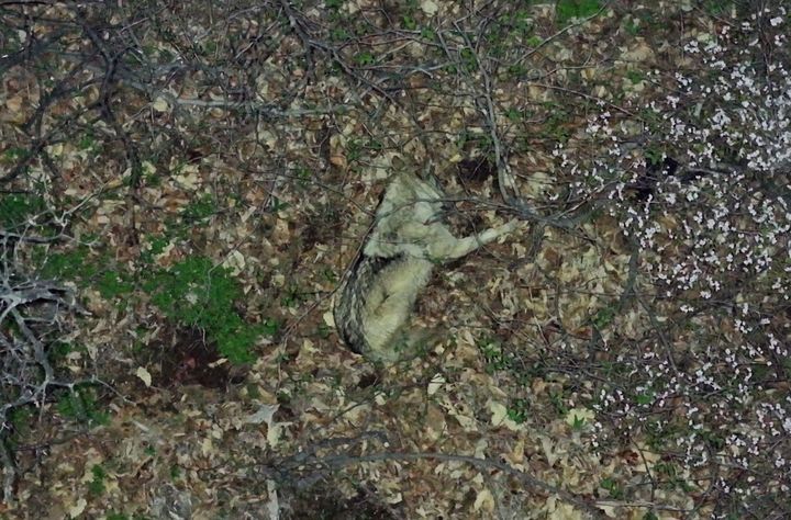 [대전=뉴시스] 드론에 촬영된 누워있는 늑구 모습. (사진=대전시 제공) 2026.04.16. photo@newsis.com *재판매 및 DB 금지