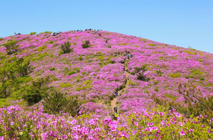 [보성=뉴시스] 지난해 봄철 보성 일림산 철쭉군락. (자료사진 = 보성군 제공). 2026.04.16. photo@newsis.com *재판매 및 DB 금지