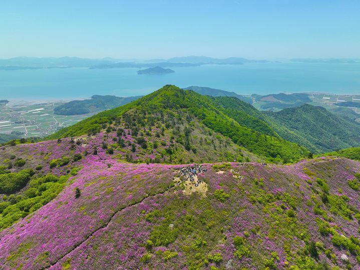 [보성=뉴시스] 지난해 봄철 보성 일림산 철쭉군락. (자료사진 = 보성군 제공). 2026.04.16. photo@newsis.com *재판매 및 DB 금지