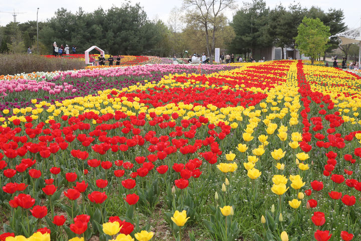 [청주=뉴시스] 청주 문암생태공원 튤립 정원. (사진=청주시 제공) photo@newsis.com *재판매 및 DB 금지