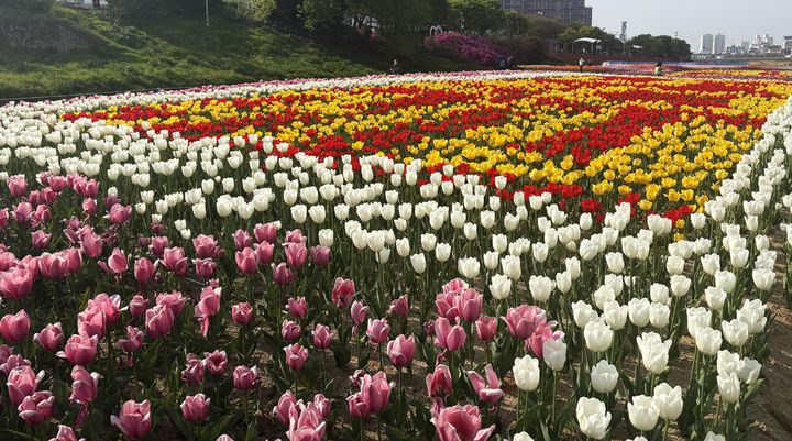 [청주=뉴시스] 청주 무심천 튤립 정원. (사진=청주시 제공) photo@newsis.com *재판매 및 DB 금지