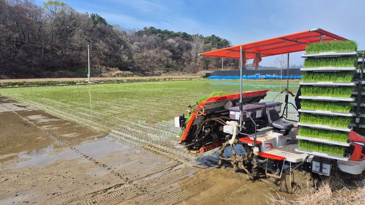 [보령=뉴시스] 보령시 '빠르미2' 모내기 모습. (사진=보령시청 제공) 2026.04.16. photo@newsis.com *재판매 및 DB 금지