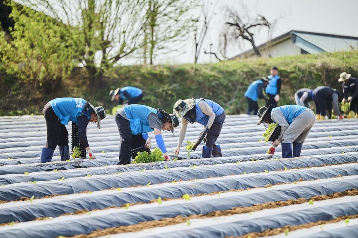 [서울=뉴시스] 15일 봉사활동에 참여한 KT&G 임직원들이 잎담배 모종을 이식하고 있는 모습.(사진=KT&G) *재판매 및 DB 금지