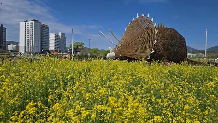 [고성=뉴시스] 꽃을 피운 유채가 생육 관리를 통해 더욱 풍성하고 화사한 모습을 보이고 있다. (사진=고성군 제공) 2026.04.16. photo@newsis.com *재판매 및 DB 금지