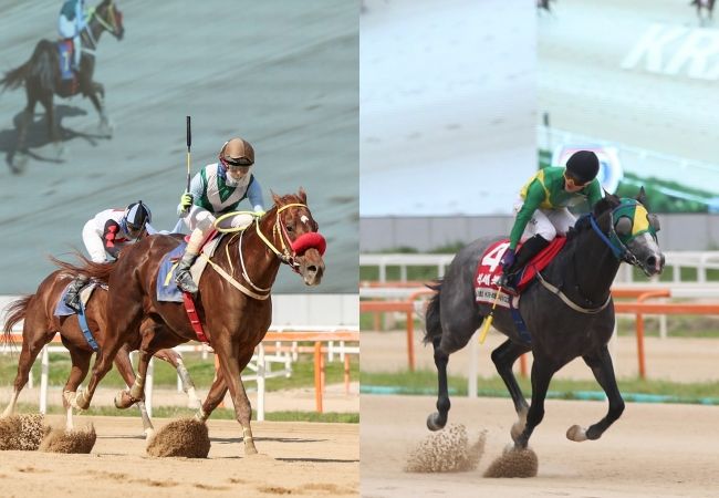 [서울=뉴시스] '제25회 YTN배'에 출전하는 '강풍마(왼쪽)', '석세스백파'. (사진=한국마사회 제공) *재판매 및 DB 금지