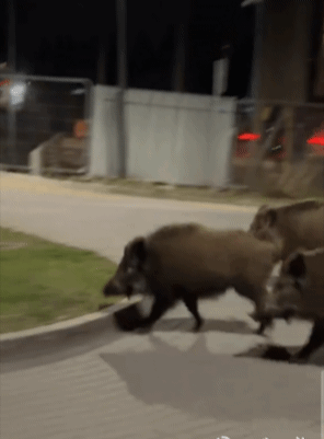 [서울=뉴시스]폴란드 바르샤바 도심 한복판에서 휴머노이드 로봇이 멧돼지들을 추격하고 있다. (영상출처: 엑스 @edwardwarchocki)2026.04.16. *재판매 및 DB 금지