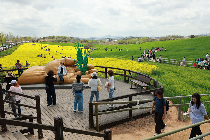 [고창=뉴시스] 지난해 제22회 고창 청보리밭축제가 열린 학원관광농원 풍경. *재판매 및 DB 금지