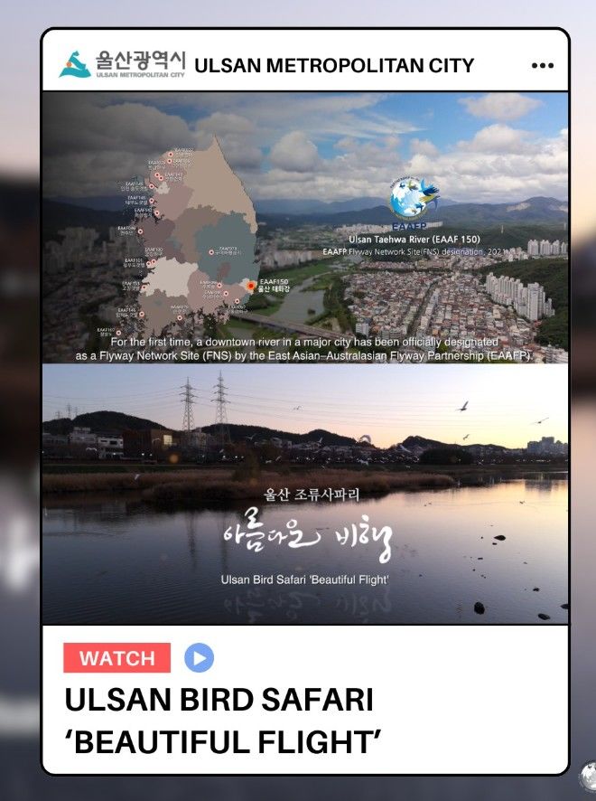 [울산=뉴시스] 울산시는 ‘조류 사파리’ 홍보 영상이 국제철새기구 공식 채널을 통해 알려지며 세계적 생태도시로 주목받고 있다고 17일 밝혔다. (사진= 울산시 제공) 2026.04.17.photo@newsis.com *재판매 및 DB 금지