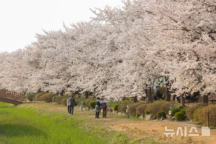 [시흥=뉴시스] 만개한 갯골생태공원 벚꽃(사진=시흥시 제공). 2026.04.16.photo@newsis.com