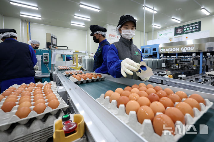 [당진=뉴시스] 이영환 기자 = 16일 충남 당진시 농업회사법인 한솔루트원에서 직원들이 태국산 신선란 선별·포장 작업을 하고 있다.한국농수산식품유통공사(aT)는 태국산 신선란 수입을 통해 국내 계란 수급 안정과 소비자 가격 부담 완화에 나선다고 밝혔다. 2026.04.16. 20hwan@newsis.com