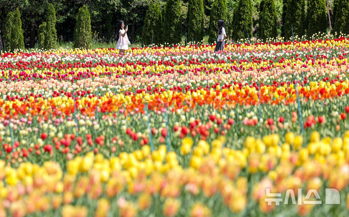 [대구=뉴시스] 이무열 기자 = 완연한 봄 날씨를 보인 16일 대구 달서구 이월드 포시즌 튤립 가든을 찾은 외국인 유학생들이 활짝 핀 튤립 배경으로 사진을 찍고 있다. 2026.04.16. lmy@newsis.com