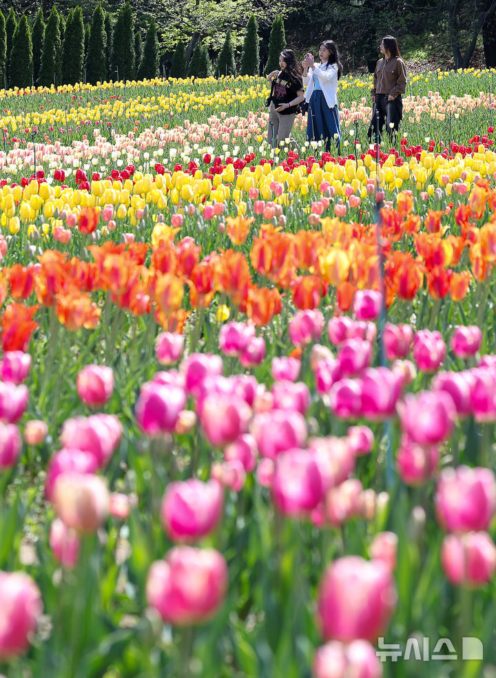 [대구=뉴시스] 이무열 기자 = 완연한 봄 날씨를 보인 16일 대구 달서구 이월드 포시즌 튤립 가든을 찾은 외국인 유학생들이 활짝 핀 튤립 배경으로 사진을 찍고 있다. 2026.04.16. lmy@newsis.com