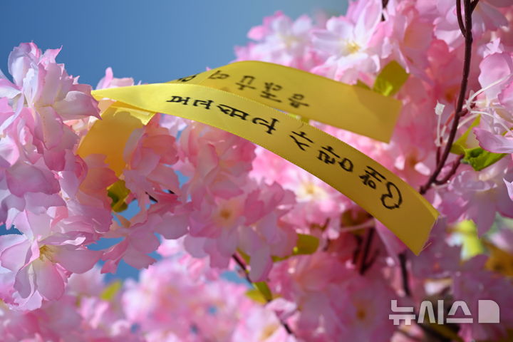 [진도=뉴시스] 이현행 기자 = 세월호 참사 12주기인 16일 오전 전남 진도군 맹골수도에서 열린 선상추모식에서 벚꽃나무 조형물에 리본이 묶여 있다. 2026.04.16. lhh@newsis.com