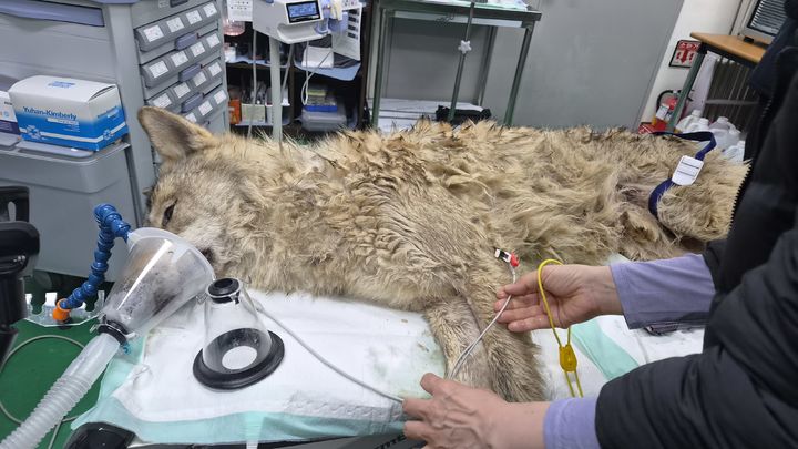 [대전=뉴시스] 지난 8일 오월드를 탈출했던 늑구가 17일 안영IC 인근 수로에서 마취총을 맞고 포획된 뒤 오월드에서 진료를 받고 있다. (사진=대전시 및 오워드 제공) 2026.04.17. photo@newsis.com *재판매 및 DB 금지