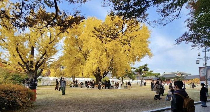[서울=뉴시스] 지난해 11월 국립고궁박물관 야외 은행나무 모습 (사진=국가유산청 제공) 2026.04.17. photo@newsis.com *재판매 및 DB 금지