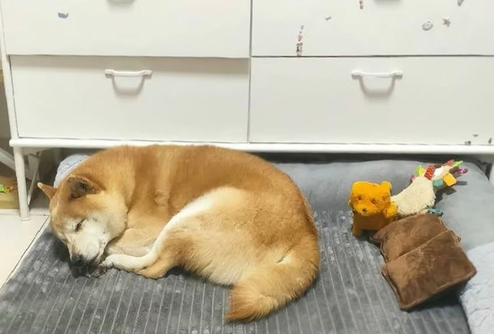 [서울=뉴시스] 중국 최초로 경매에 낙찰됐던 유기견 덩덩이 새 가족과 함께 5년을 보낸 후 지난 7일 세상을 떠났다. (사진=웨이신 캡처)