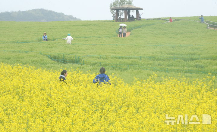 [고창=뉴시스] 김얼 기자 = 제23회 고창 청보리밭 축제 개막식을 하루 앞둔 17일 전북 고창군 학원관광농장을 찾은 시민들이 푸르게 피어난 청보리밭길과 유채꽃길을 걸으며 산책을 즐기고 있다. 2026.04.17. pmkeul@newsis.com