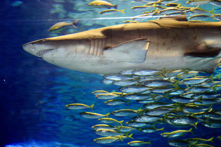 [서울=뉴시스] 지난 16일(현지시각) 영국 데일리메일은 몰디브 쿠두 섬으로 여행을 떠났던 신혼부부가 지난 13일 투어 프로그램에 참가했다가 상어와 마주쳤다고 보도했다. 남편 보르하는 이 과정에서 공격을 당해 병원으로 긴급 이송됐고, 치료 과정에서 다리를 절단했다. (사진=유토이미지)