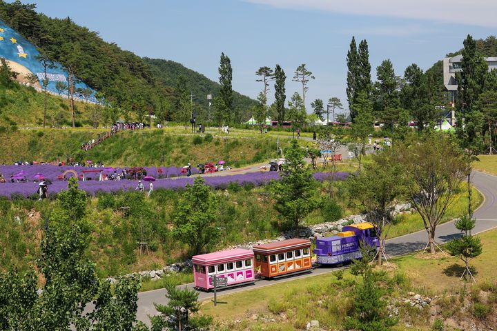 [동해=뉴시스] 동해 무릉별유천지 라벤더축제장 모습.(사진=뉴시스DB)photo@newsis.com *재판매 및 DB 금지