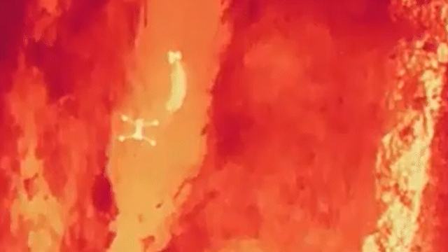  수로에 빠진 늑구가 휘청거리며 느리게 이동하고 있다. *재판매 및 DB 금지