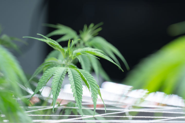 [서울=뉴시스] 2018년에 대마초 약 1㎏을 밀반입해 유죄 판결을 받은 40대 싱가포르 남성이 교수형에 처했다. (사진=유토이미지)  *재판매 및 DB 금지