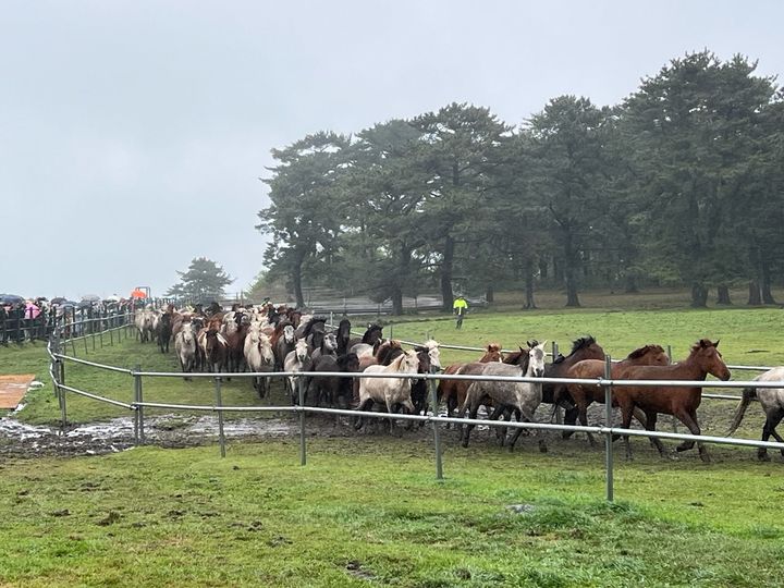 [제주=뉴시스] 18일 제주마 방목지에서 제주마 입목 문화 축제 '히잉 페스티벌'이 열린 가운데 100여마리의 제주마가 말테우리(말몰이꾼)와 교감하며 초원으로 달려나가는 '제주마 입목 퍼포먼스'가 펼쳐지고 있다. (사진=제주도 축산생명연구원 제공) 2026.04.18. photo@newsis.com