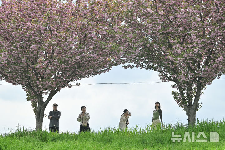 [광주=뉴시스] 이영주 기자 = 광주지역 최고기온이 25도로 예보된 18일 오후 광주 광산구 영산강변에서 시민들이 만개한 겹벚꽃 사이로 막바지 꽃놀이를 즐기고 있다. 2026.04.18. leeyj2578@newsis.com