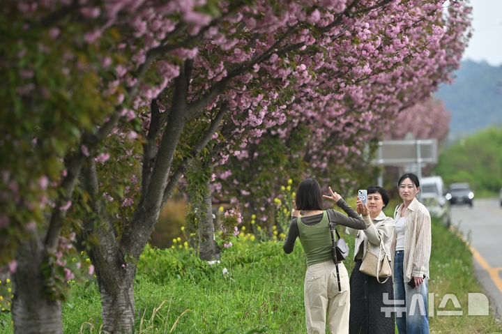 [광주=뉴시스] 이영주 기자 = 광주지역 최고기온이 25도로 예보된 18일 오후 광주 광산구 영산강변에서 시민들이 만개한 겹벚꽃 사이로 막바지 꽃놀이를 즐기고 있다. 2026.04.18. leeyj2578@newsis.com