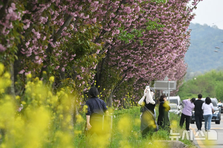 [광주=뉴시스] 이영주 기자 = 광주지역 최고기온이 25도로 예보된 18일 오후 광주 광산구 영산강변에서 시민들이 만개한 겹벚꽃과 유채꽃 사이로 막바지 꽃놀이를 즐기고 있다. 2026.04.18. leeyj2578@newsis.com