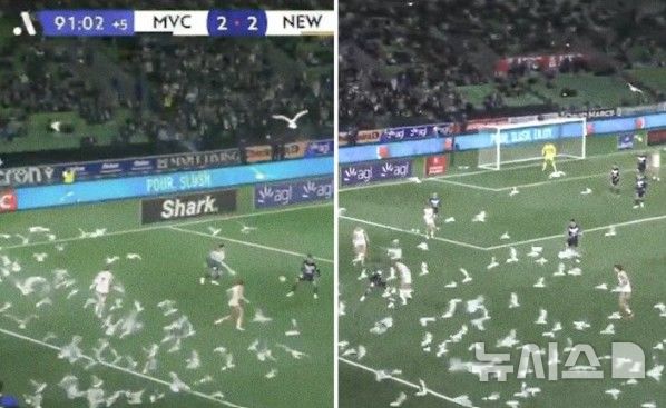 [서울=뉴시스]17일 호주 멜버른의 렉탱귤러 스타디움에서 열린 멜버른 빅토리-뉴캐슬 제츠의 호주 프로축구 A리그 경기에서 갈매기 떼가 그라운드를 하얗게 뒤덮어 화제를 모았다. (사진 = ESPNFC SNS 캡처)