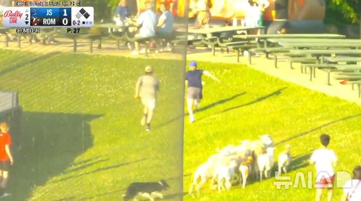 [서울=뉴시스]18일(현지시간) 미국 마이너리그 공식 소셜네트워크서비스(SNS)는 "파울볼은 양의 탈을 쓴 늑대일 수 있다"는 흥미로운 제목과 함께 한 영상을 게재했다. 영상에는 마이너리그 싱글A 저지쇼어 블루클로스-롬 브레이브스의 경기 도중 잔디밭으로 이뤄진 야구장 외야 관중석에서 양들이 풀을 뜯다가 파울볼에 놀라는 장면이 담겼다. (사진 = 마이너리그 공식 SNS 캡처)