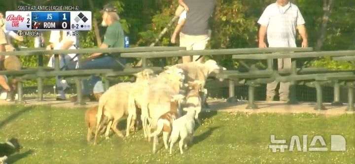 [서울=뉴시스]18일(현지시간) 미국 마이너리그 공식 소셜네트워크서비스(SNS)는 "파울볼은 양의 탈을 쓴 늑대일 수 있다"는 흥미로운 제목과 함께 한 영상을 게재했다. 영상에는 마이너리그 싱글A 저지쇼어 블루클로스-롬 브레이브스의 경기 도중 잔디밭으로 이뤄진 야구장 외야 관중석에서 양들이 풀을 뜯다가 파울볼에 놀라는 장면이 담겼다. (사진 = 마이너리그 공식 SNS 캡처)