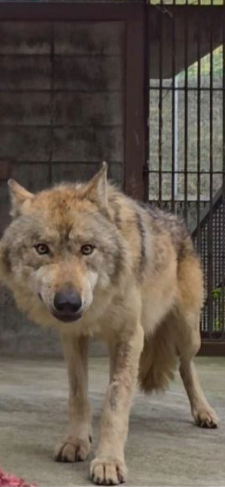 [서울=뉴시스] 19일 이장우 대전시장의 SNS를 통해 공개된 회복 중인 늑구의 모습. (사진=이장우 시장 스레드 캡처) 2026.04.19.