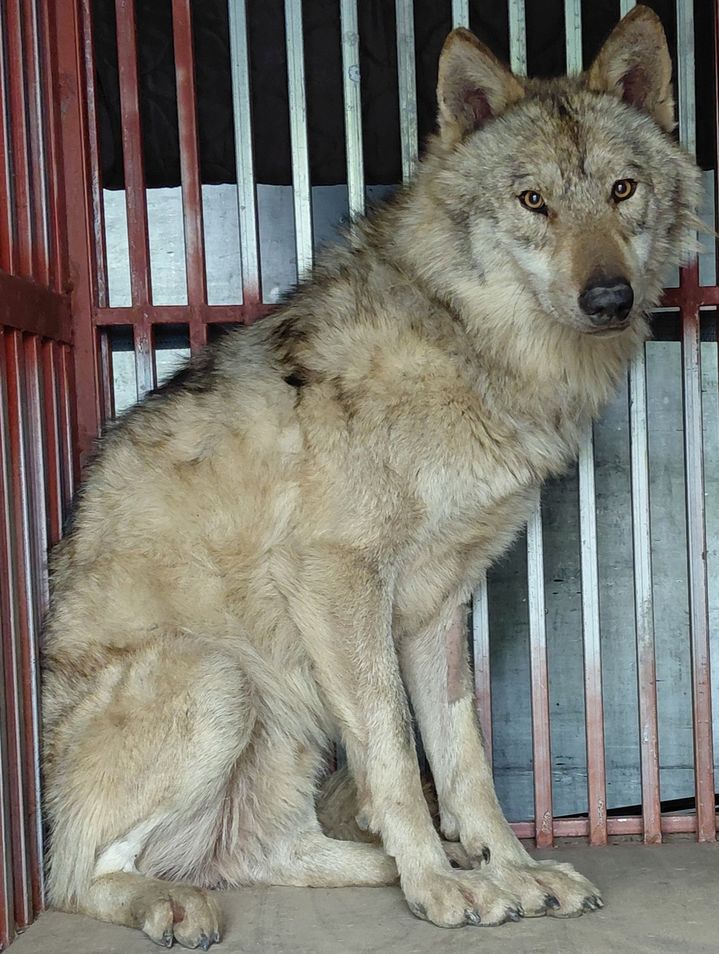 [대전=뉴시스]탈출 열흘 만에 잡히 대전 오월드 늑구. 2026. 04. 19 photo@newsis.com *재판매 및 DB 금지