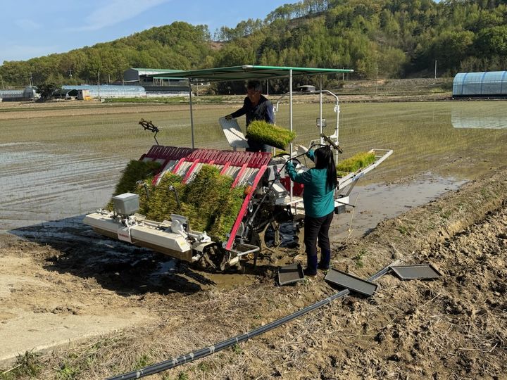 [구미=뉴시스] 올해 첫 모내기 현장. (사진=구미시 제공) 2026.04.19 photo@newsis.com *재판매 및 DB 금지