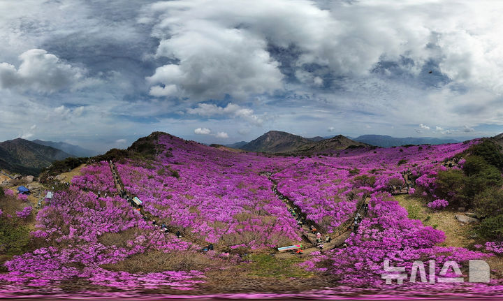 [대구=뉴시스] 이무열 기자 = 완연한 봄 날씨를 보인 19일 대구 달성군 비슬산 참꽃 군락지가 분홍빛으로 물들어 있다. 2026.04.19. lmy@newsis.com