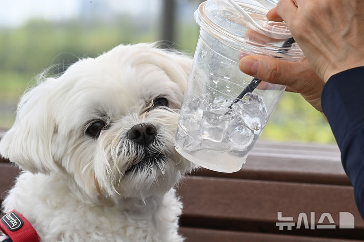 [평택=뉴시스] 김종택기자 = 초여름 날씨를 보인 19일 경기 평택시 고덕동 함백산 중앙공원에서 한 반려견이 얼음컵을 핥고 있다. 2026.04.19. jtk@newsis.com
