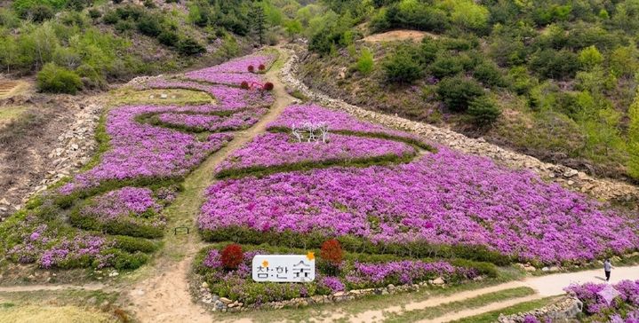 [성주=뉴시스] 산철쭉 장관. (사진=성주군 제공) 2026.04.20 photo@newsis.com *재판매 및 DB 금지
