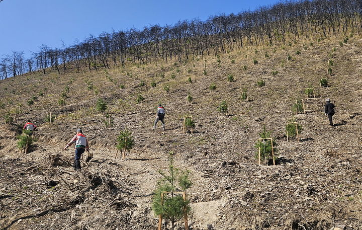 [안동=뉴시스] 안동시 산불 피해지에 조림 사업이 진행되고 있다. (사진=안동시 제공) 2026.04.20. photo@newsis.com *재판매 및 DB 금지