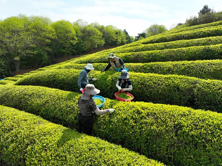[보성=뉴시스] 곡우인 20일 보성녹차밭에서 농민들이 햇차를 수확하고 있다. (사진=보성군 제공) 2026.04.20. photo@newsis.com *재판매 및 DB 금지